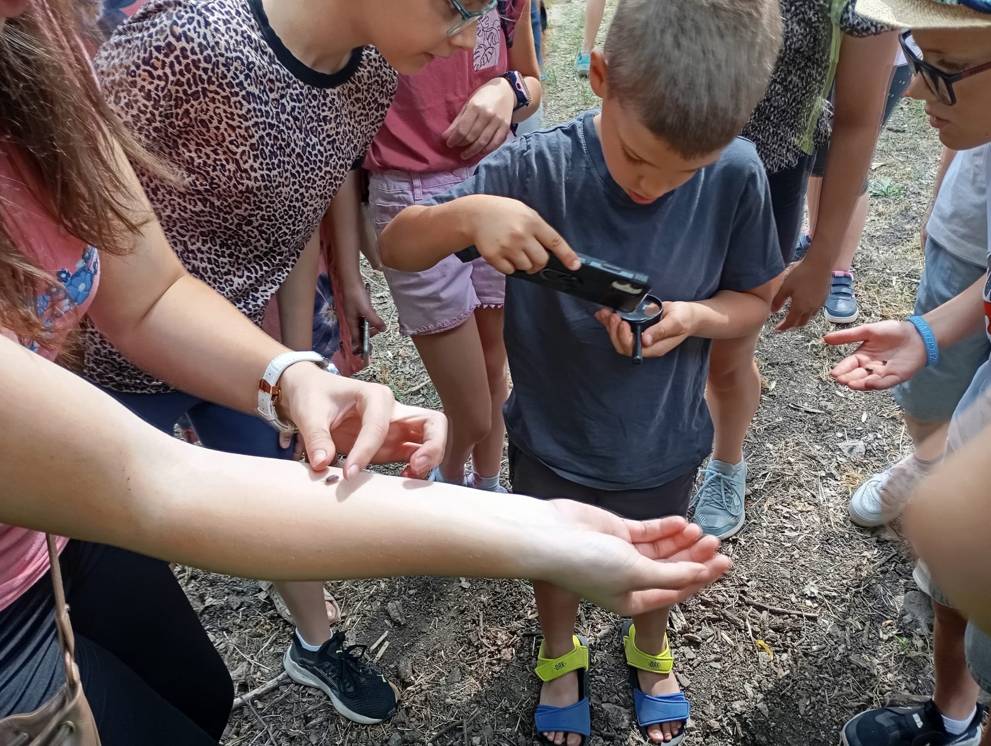 Táborozós rovarászások - 2025 - Szeged