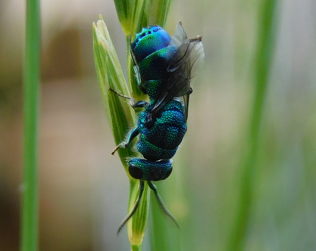 Rohamosan fogynak a rovarok!