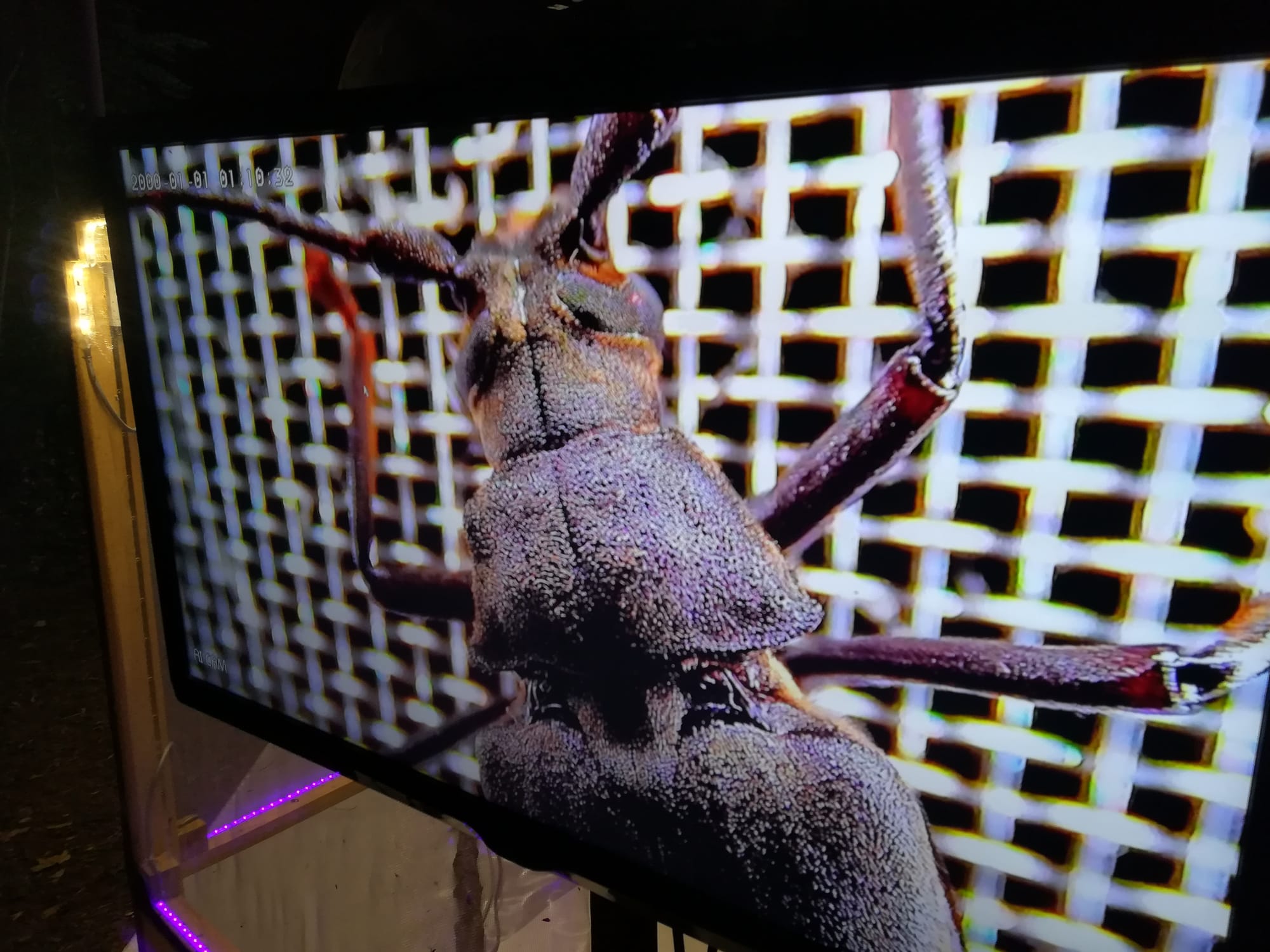 Szinkron éjszakai lepkészet a Szegedi Ligetben - 2024