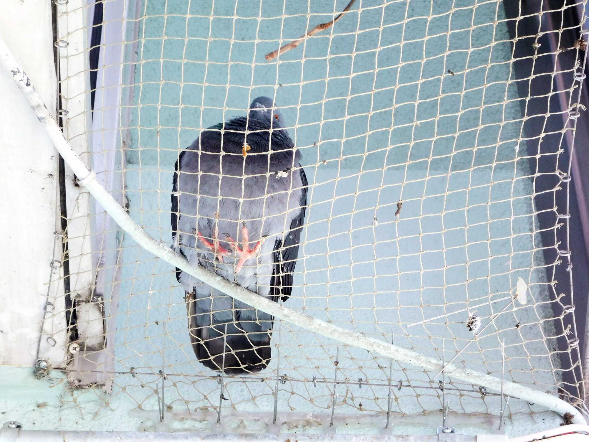 Városi galambok - PETA interjú