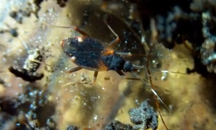 Fulvius oxycarenoides - Poloska