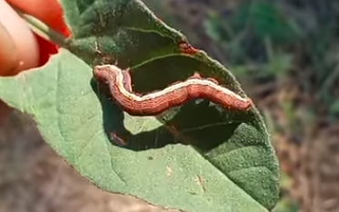 Kalandok a természetben 162. - Zebrabagolylepke hernyója