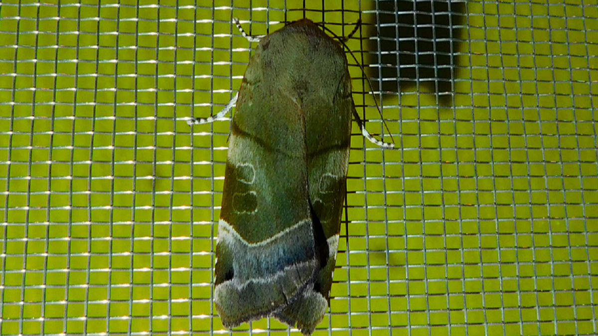 Lepkelesre hívja a közönséget a National Geographic szerzője