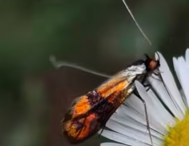 Kalandok a természetben 306. - Tőrösmoly