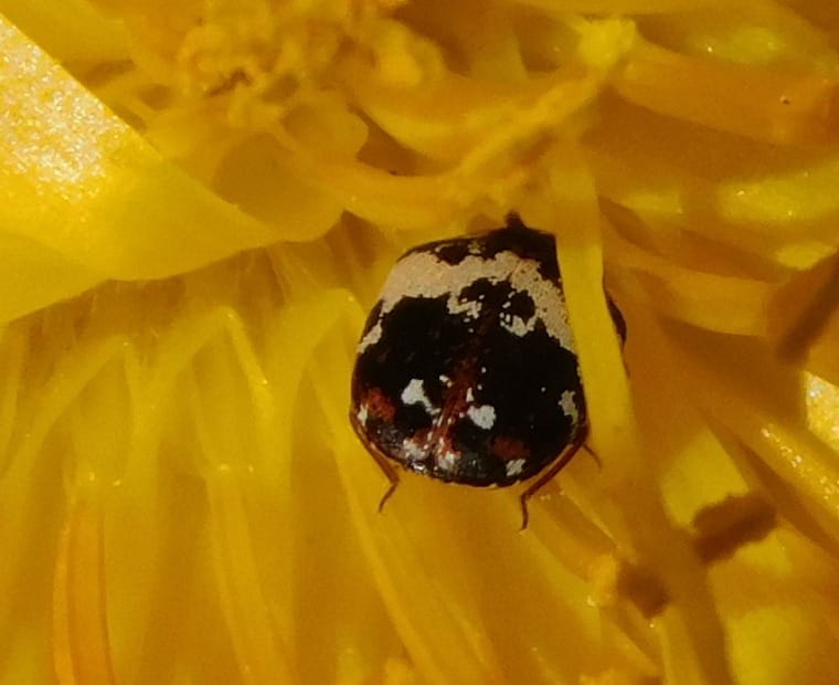 Anthrenus pimpinellae