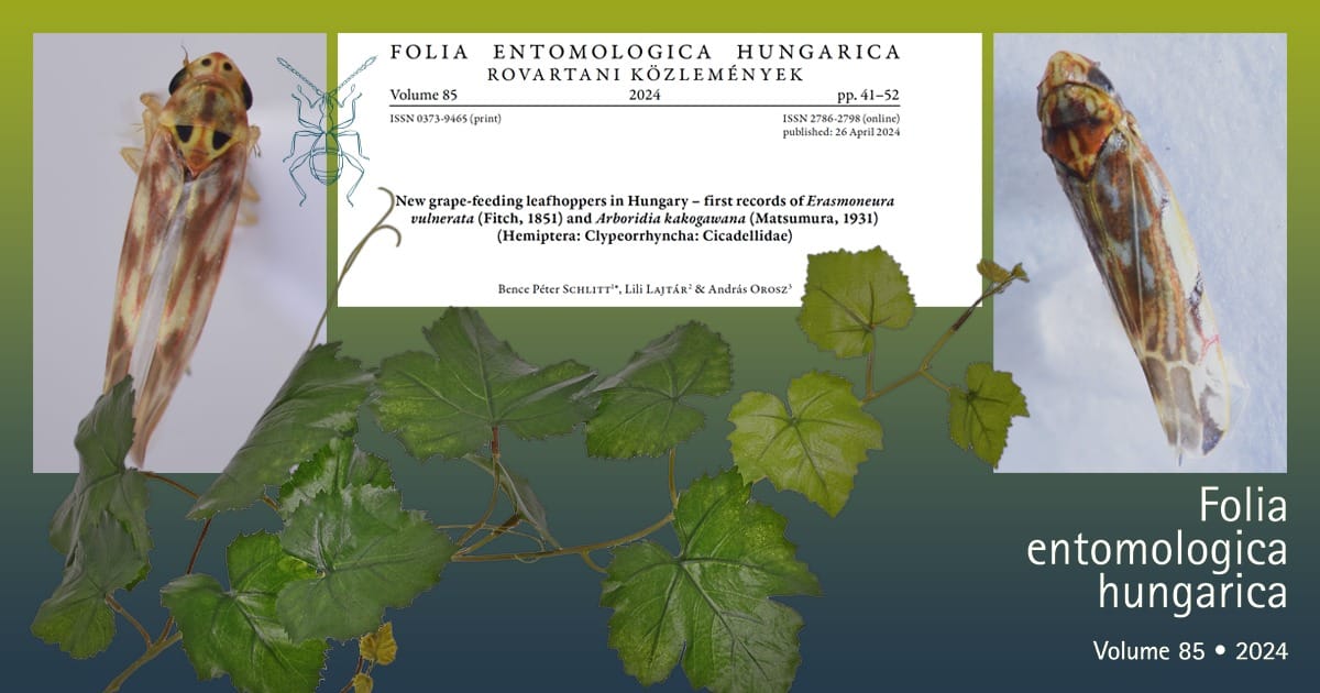 Erasmoneura vulnerata és Arboridia kakogawana