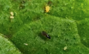 Kalandok a természetben 330. - Parazitoid darázs