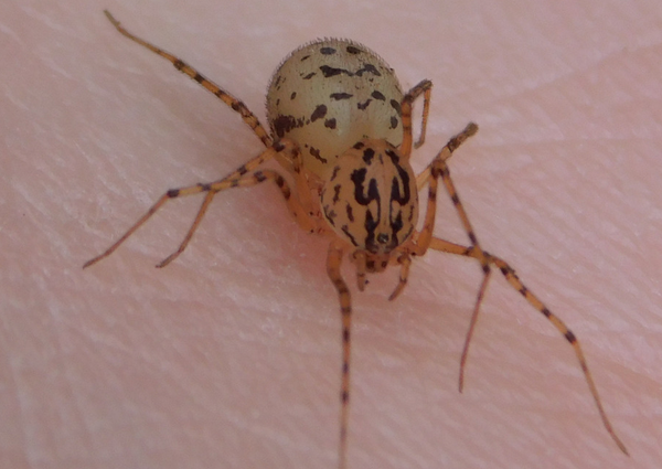 A hatodik kihalási hullám: valóság vagy téveszme?