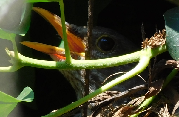 Félretájékoztatás a természetben