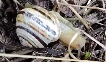 Szentjánosbogár csigára vadászik