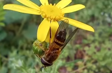 Kalandok a természetben 271. - Rétizengőlégy