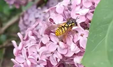 Kalandok a természetben 273. - Zengőlégy az orgonán