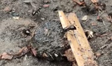 Kalandok a természetben 304. - Billegetőlegyek