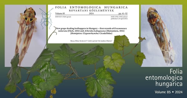 Erasmoneura vulnerata és Arboridia kakogawana