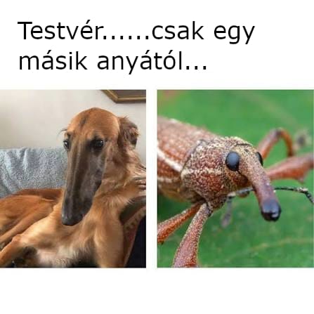 Testvér